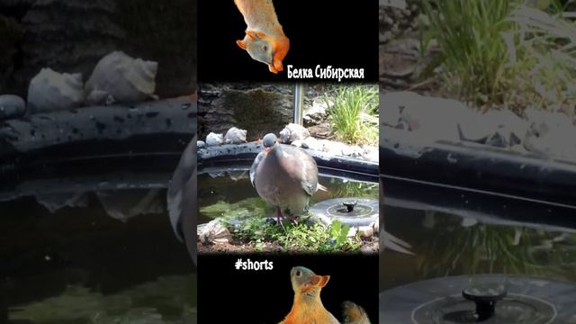 Вяхирь после водных процедур