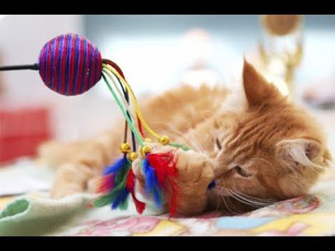 Котики играют