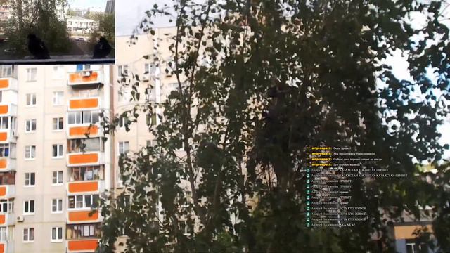 Наблюдение за гнездом Сорок во время карантина 15.05.20г. смотреть онлайн