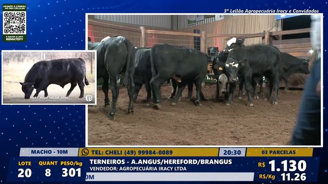 Leilão Agropecuária Iracy e Convidados - Mafra/SC смотреть онлайн