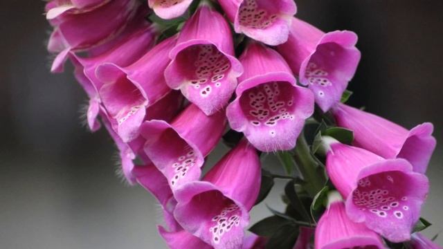 Digitalis purpurea flowers (HD1080p) смотреть онлайн