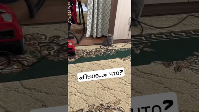 Коты и пылесос | Я не боюсь | Это что такое? смотреть онлайн