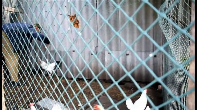 Простой способ отучить петуха клеваться.An easy way to wean a rooster from biting смотреть онлайн