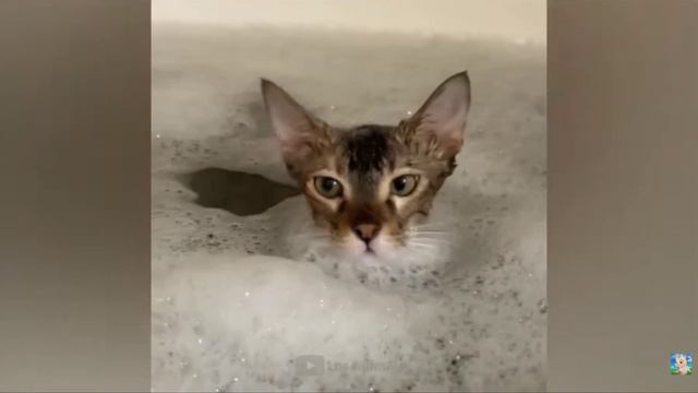 Перезагрузка озвучки СмЕшНыХ ЖиВоТнЫх СеРиЯ 4 смотреть онлайн