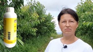 Укрупнение ягод черешни с помощью стимулятора KRISS - отзыв КФХ Чайкина, Крымский район