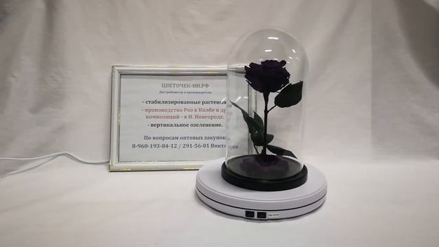 Темно-сиреневая роза премиум в стеклянной колбе 27 см. смотреть онлайн