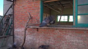 Лётные Рыжие-Кировоградские голуби Беляева В.А.