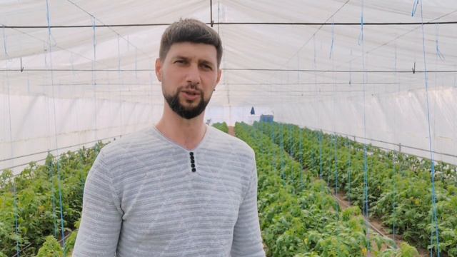 Причины плохой завязи и опадения цветов томата! смотреть онлайн
