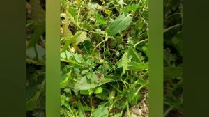 Летние наблюдения РТ