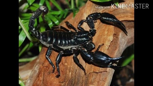 Скорпион.Интересные факты о жизни. смотреть онлайн