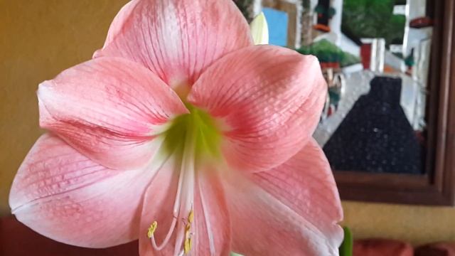 Hippeastrums Amaryllis Tres grandes divas!: Rosalie, Pink Rival y Sumatra. смотреть онлайн