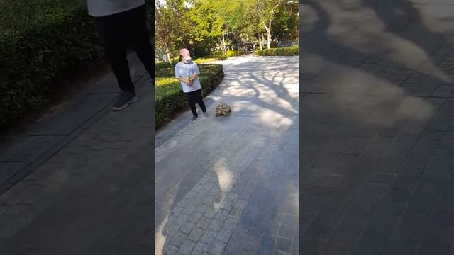 Big Turtle смотреть онлайн