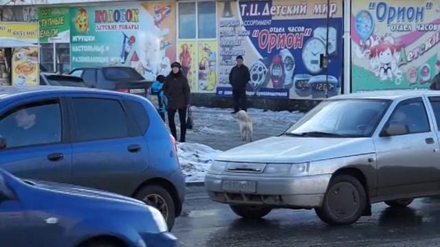 "Отлов и уничтожение" бродячих собак смотреть онлайн