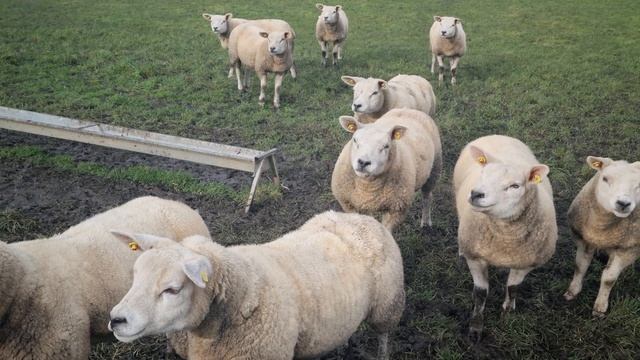 Овцы породы Тексель в Южной Ирландия #тексель #овцы #texel #sheep смотреть онлайн