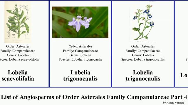 List of Angiosperms of Order Asterales Family Campanulaceae Part 4 lobelia isotoma jasione false смотреть онлайн