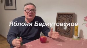 Отличный зимний сорт яблок Беркутовское!