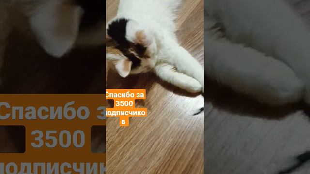 Игривое настроение. Спасибо за ваше внимание и теплые слова♥️🥂😻 #милота #котенок #любовь #забота