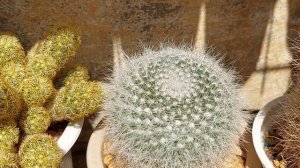 Маммиллярии в моей коллекции. Выращивание и уход за ними.