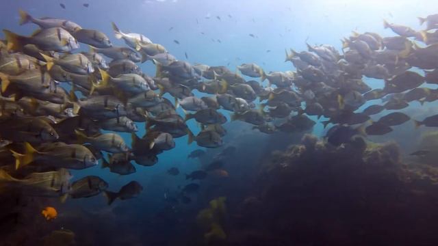 Dead Man's Reef BCS Riviera смотреть онлайн