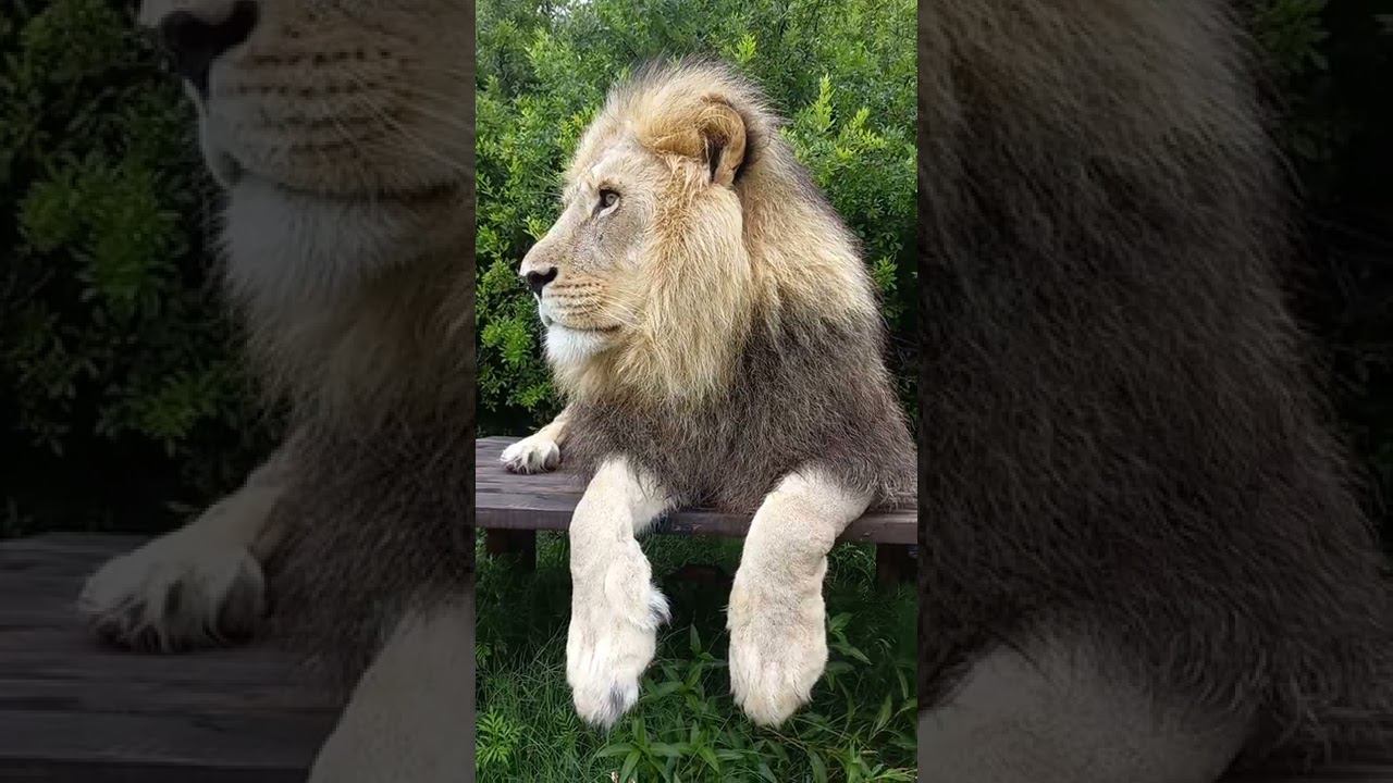 Like a boss. Lion version смотреть онлайн