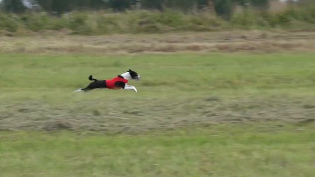 Басенджи ИТУРИ ПАЗЗЛ ЕКСТРАОРДИНАРИ СМАРТ. ЧРКФ-CACL, Ярославль 2020. смотреть онлайн