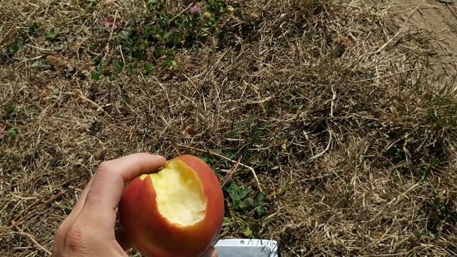 яблоня Кариот 7 смотреть онлайн