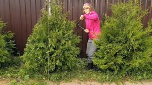 Как подстричь тую конусом быстро и просто / Стрижка туи легко / Обрезка туи