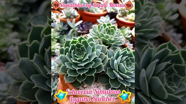 🌸Echeveria Simulans Laguna Sanchez🌸 смотреть онлайн