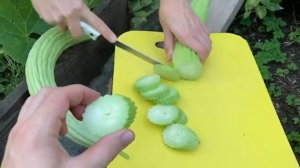 Армянский огурец - "Богатырь белый" в теплице. Отзывы о салатном длинном огурце