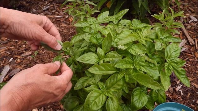 Comment tailler le basilic смотреть онлайн