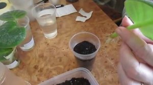 Посадка укорененных листочков фиалок.