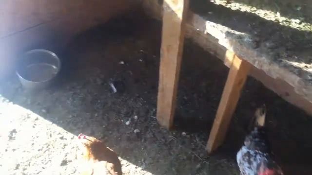 Праздник А Мы в заказник 23 02 2021 смотреть онлайн