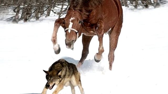 Стая волков окружила лошадь, но лошадь знала точно что нужно делать! смотреть онлайн