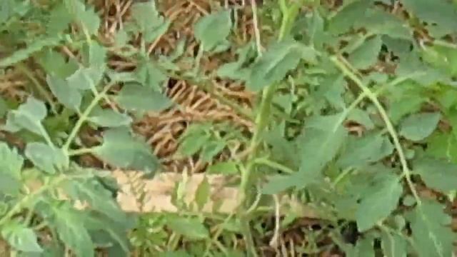 Как подвязать томаты? смотреть онлайн