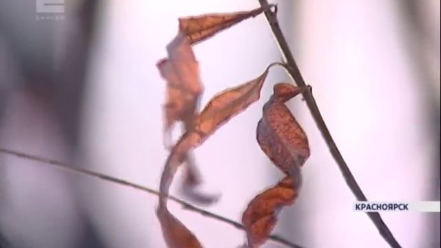 В выходные в Красноярске и крае будут морозы до -23 смотреть онлайн