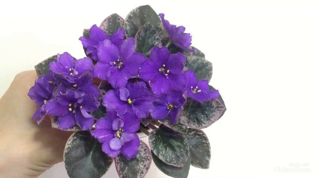 Новые цветущие фиалки в октябре 2019. African Violets
