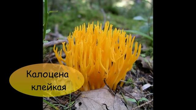 Сделай Сам для Души