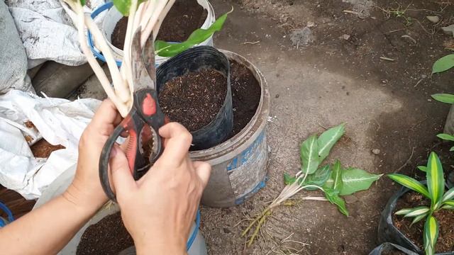 TRENDING INDOOR PLANT | HOW TO EASILY PROPAGATE AGLAONEMA BRILLIANT смотреть онлайн