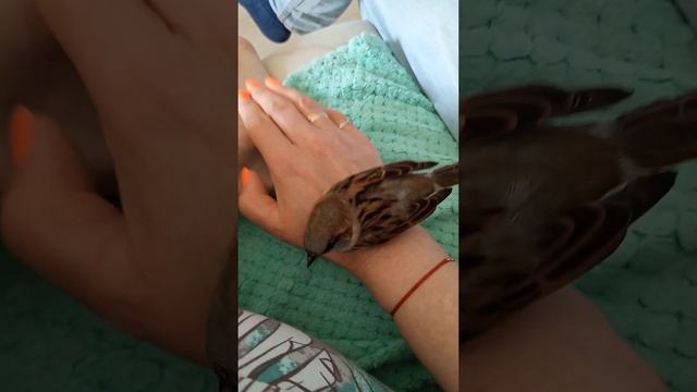 ВОРОБЬИНЫЕ КАЧЕЛИ! ИЛИ ВОРОБЕЙ ЧИВКА РУКОЕД! смотреть онлайн