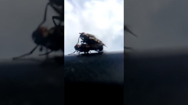 в мире животных(спаривание мух) смотреть онлайн