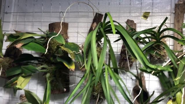 Vandaceous orchids (and phals) at the beginning of the season. смотреть онлайн