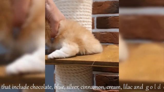 Golden British Shorthair | Cute And Adorable Cat Compilation смотреть онлайн