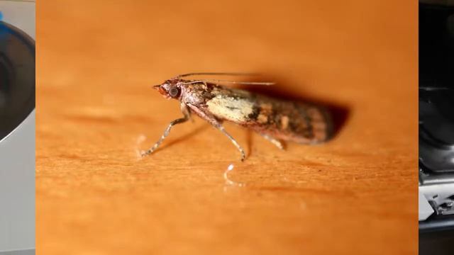 Как избавиться от пищевой моли на кухне в домашних условиях смотреть онлайн