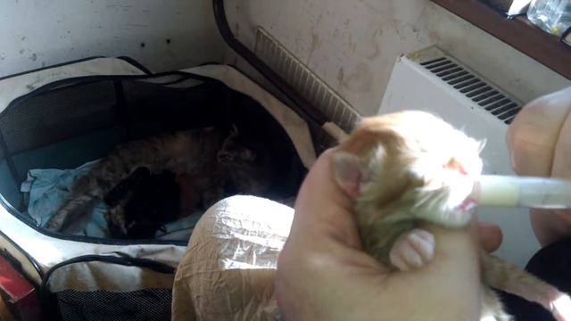 Прикормка новорожденного котенка Мейн кун заменителем кошачьего молока Beaphar смотреть онлайн