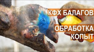 Обработка и лечение копыт КРС. Станок для обработки копыт. КФХ Балагов. Кабардино-Балкария