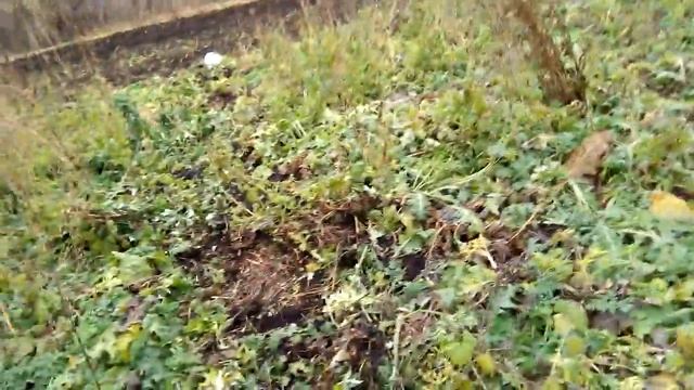 Посадка чеснока озимого не Любаша на участке кфх смотреть онлайн