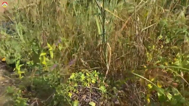 Гнездо азиатского шершня на земле . Охотник на шершня (сезон 2022) смотреть онлайн