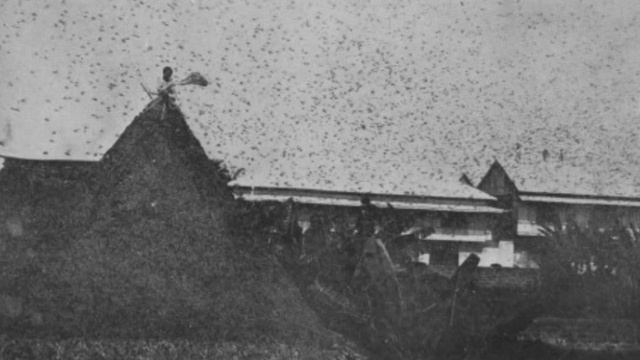 5 Animals Made Extinct by Humans смотреть онлайн