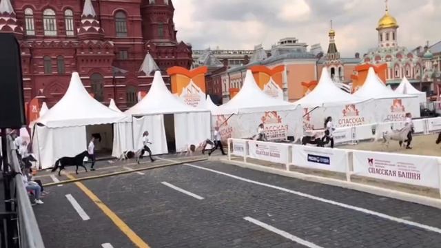 Миниатюрные лошади КСК СОЗИДАТЕЛЬ на Красной Площади с конным шоу смотреть онлайн