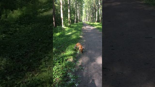 Большая удача встретить рыжего лиса 🦊 в Павловском парке 😊 смотреть онлайн
